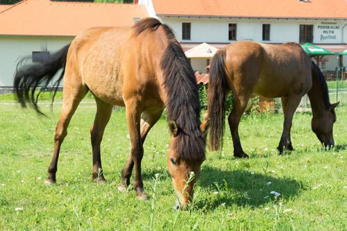 Podskalni Mlyn Otel Ostopovice Dış mekan fotoğraf